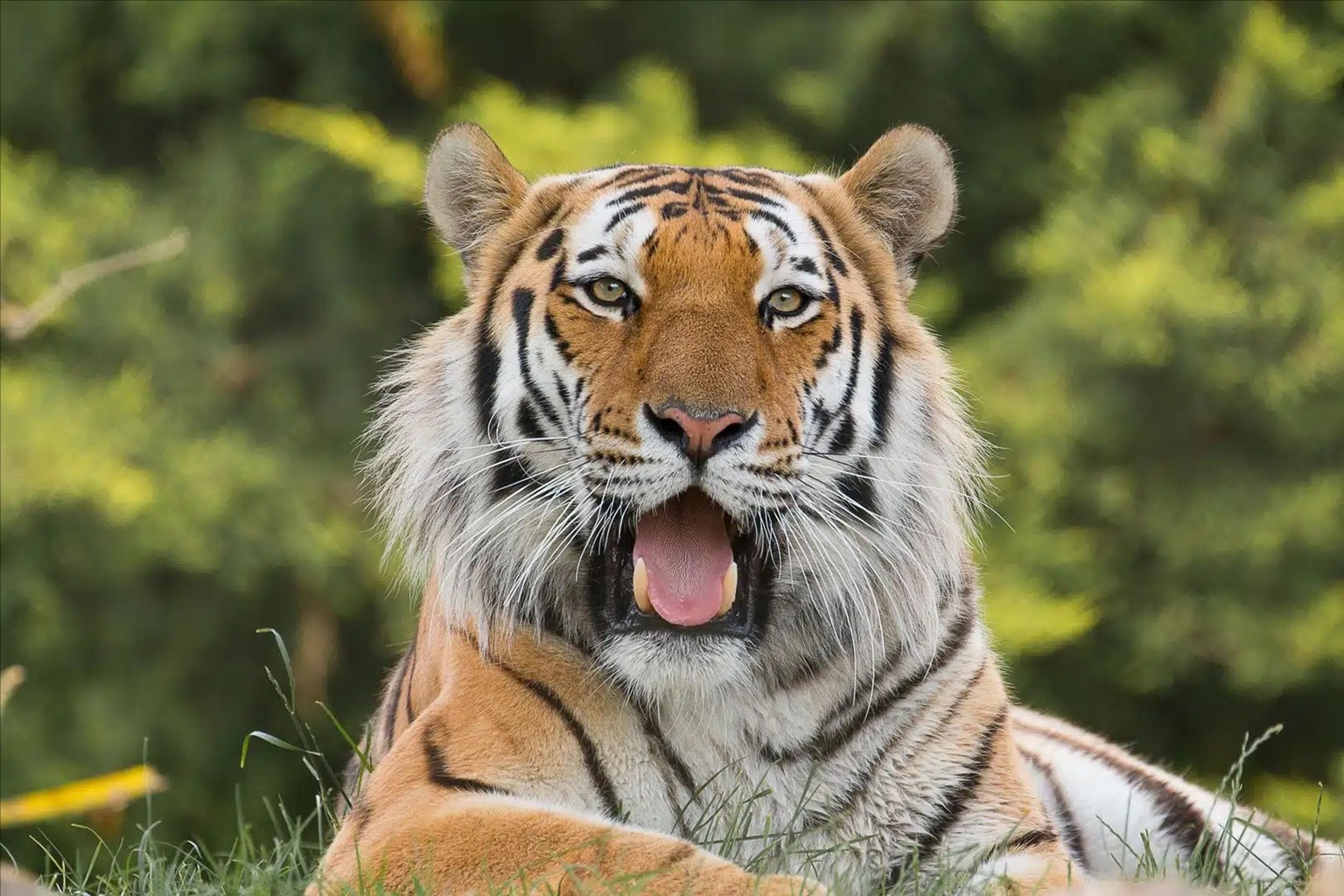 Marwell Wildlife