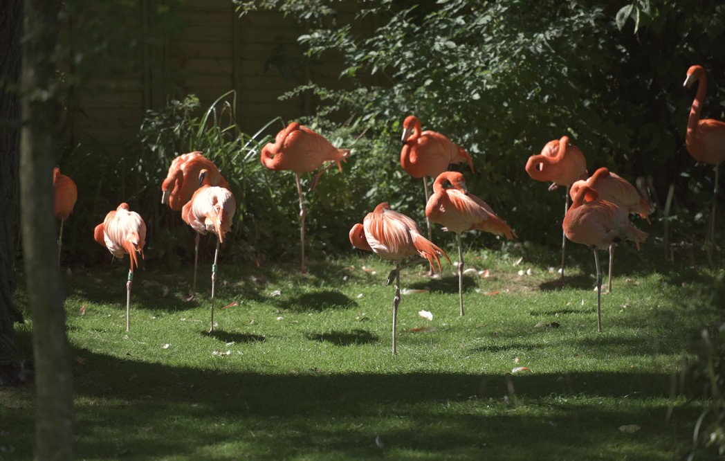 Birdland Park and Gardens