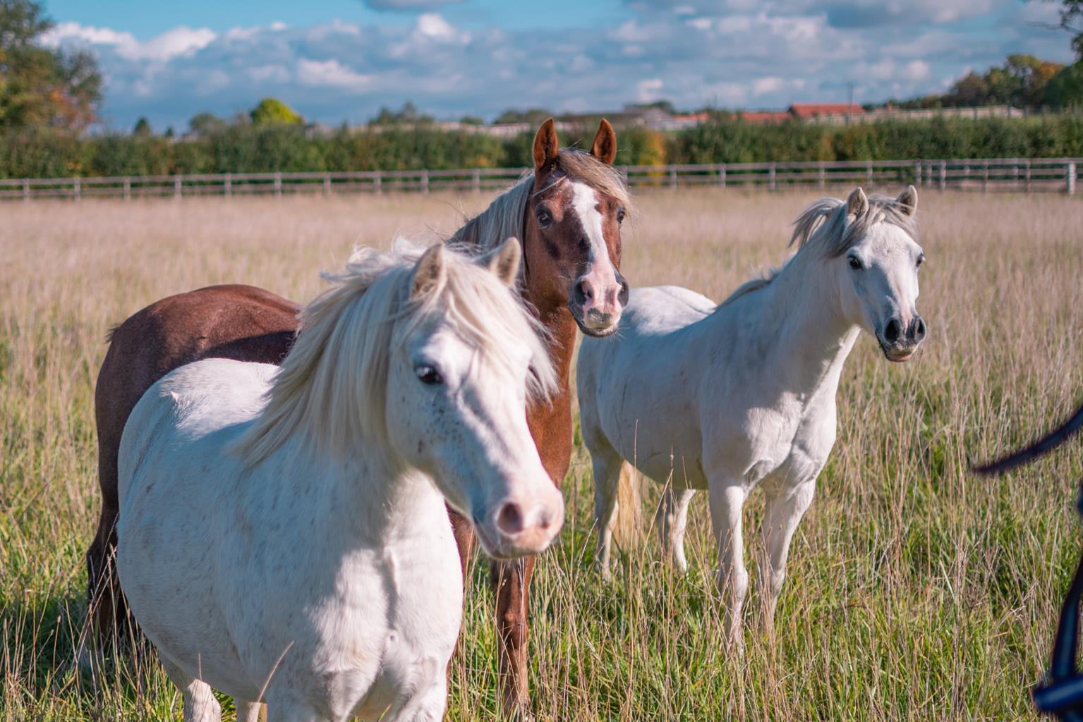 Bransby Horses