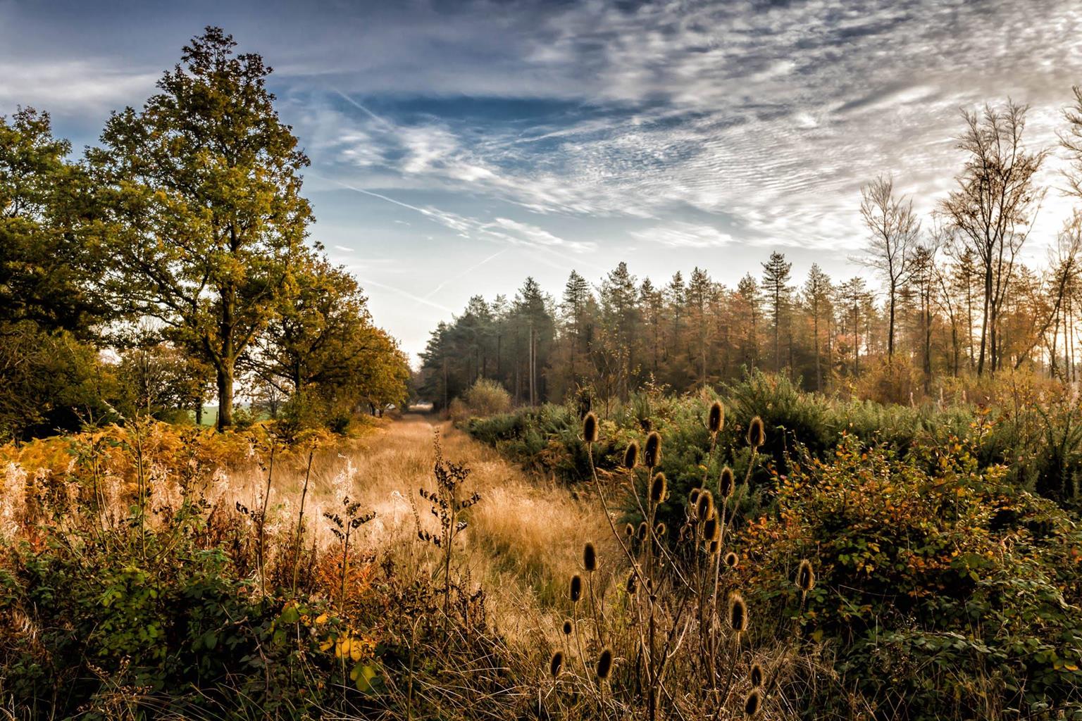 Cannock Chase Forest