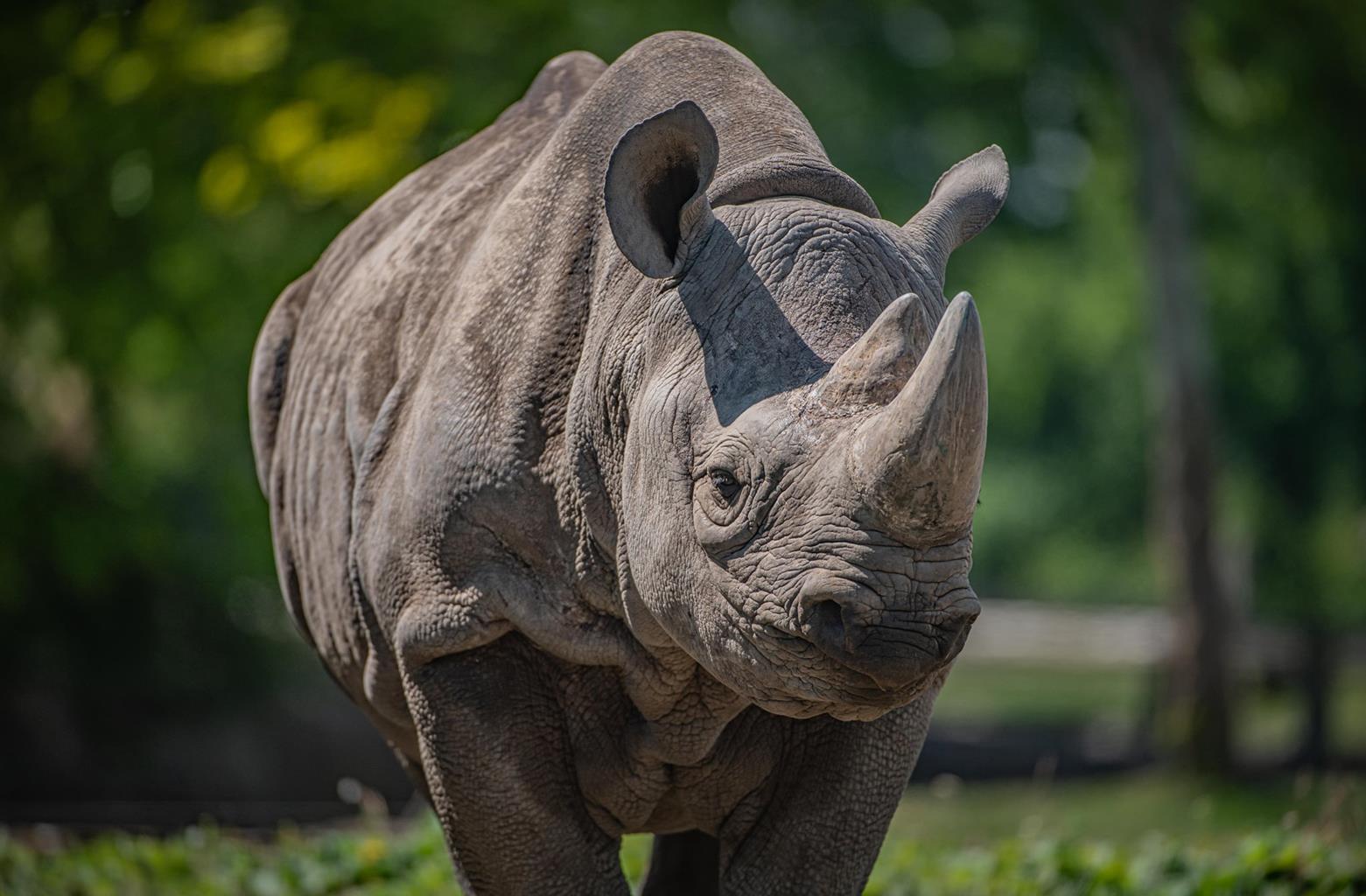 Chester Zoo