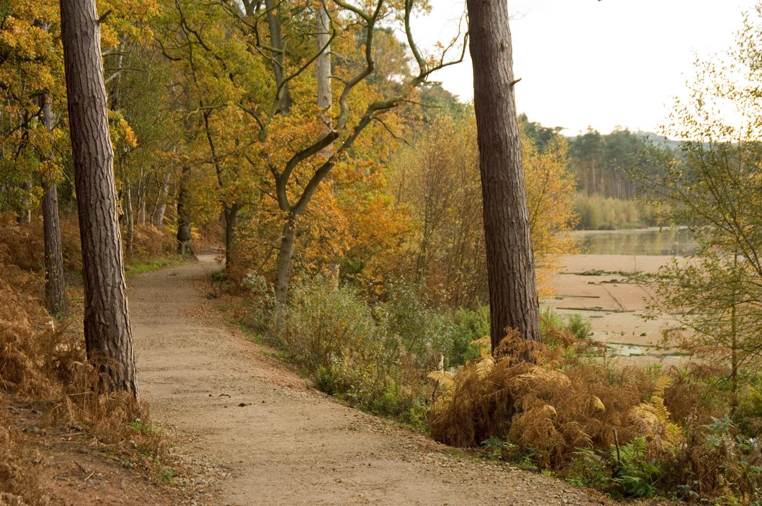 Delamere Forest