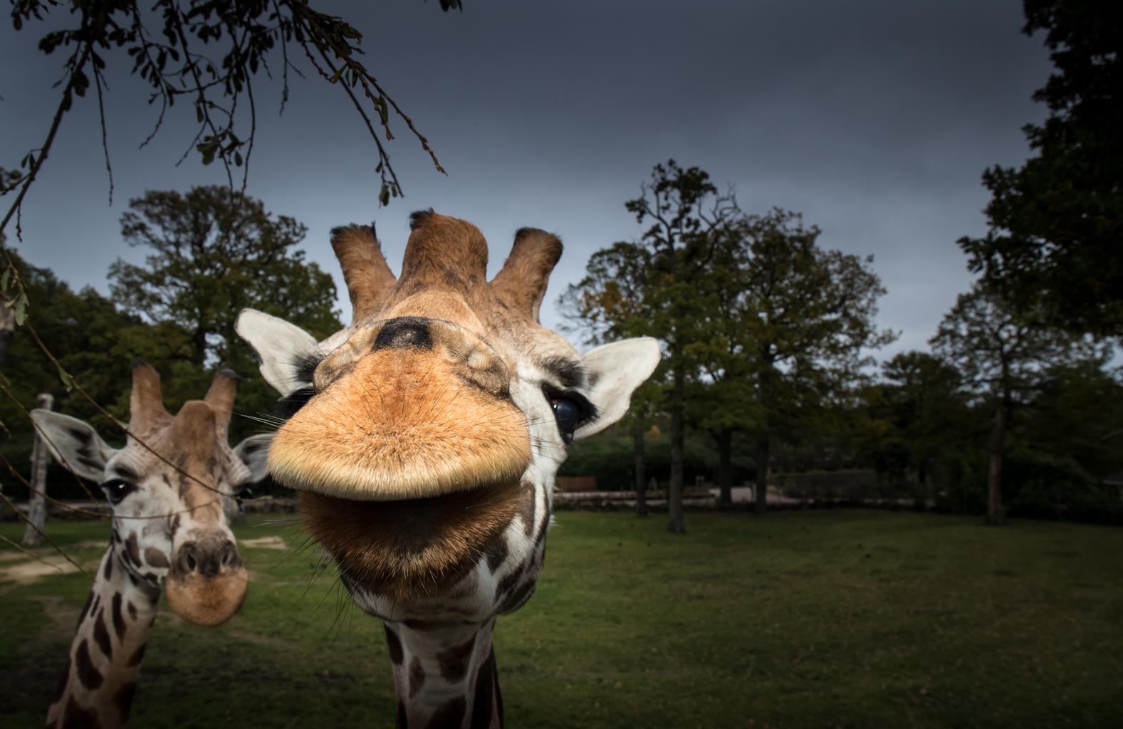 Knowsley Safari