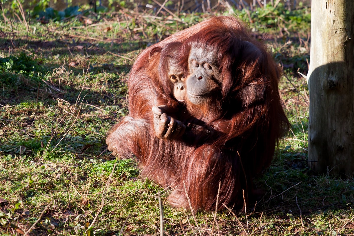 Paignton Zoo Environmental Park