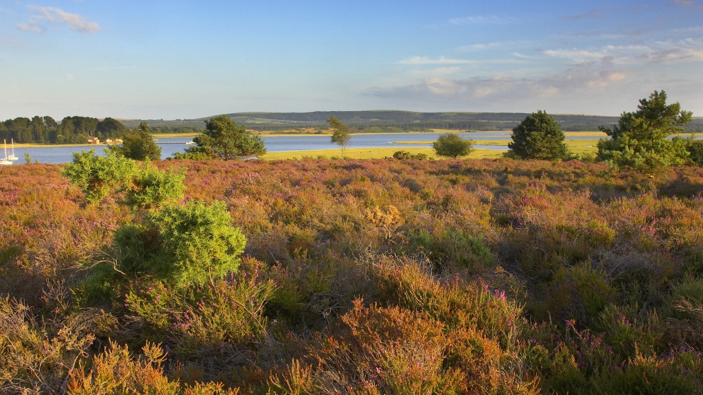 RSPB Arne
