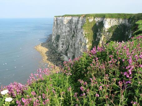 RSPB Bempton Cliffs Nature Reserve