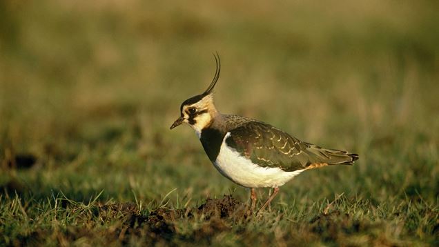 RSPB Dearne Valley Old Moor Nature Reserve
