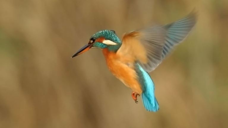 RSPB Fairburn Ings Nature Reserve