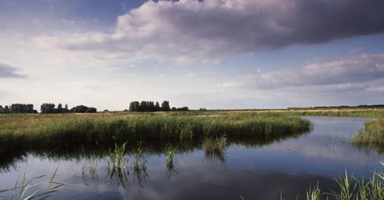 RSPB Lakenheath Fen Nature Reserve