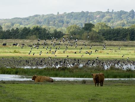RSPB Pulborough Brooks Nature Reserve