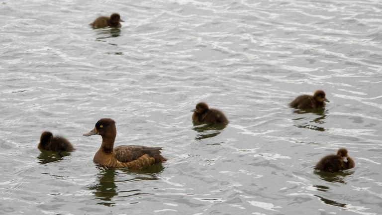 RSPB Radipole Lake Nature Reserve