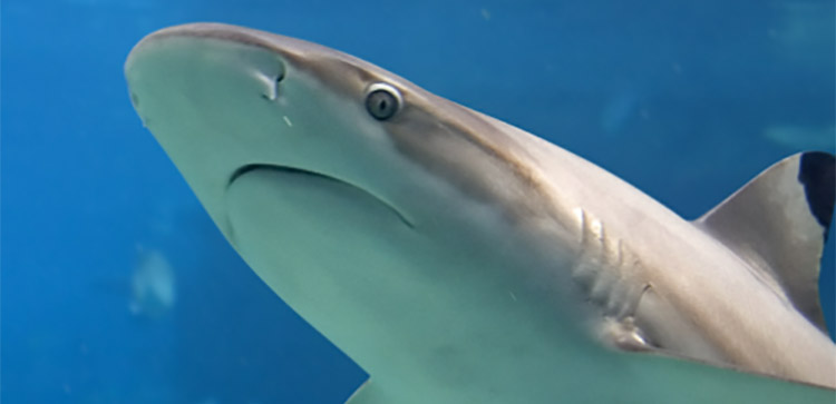 Sea Life Adventure