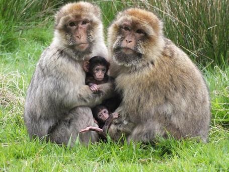 Trentham Monkey Forest