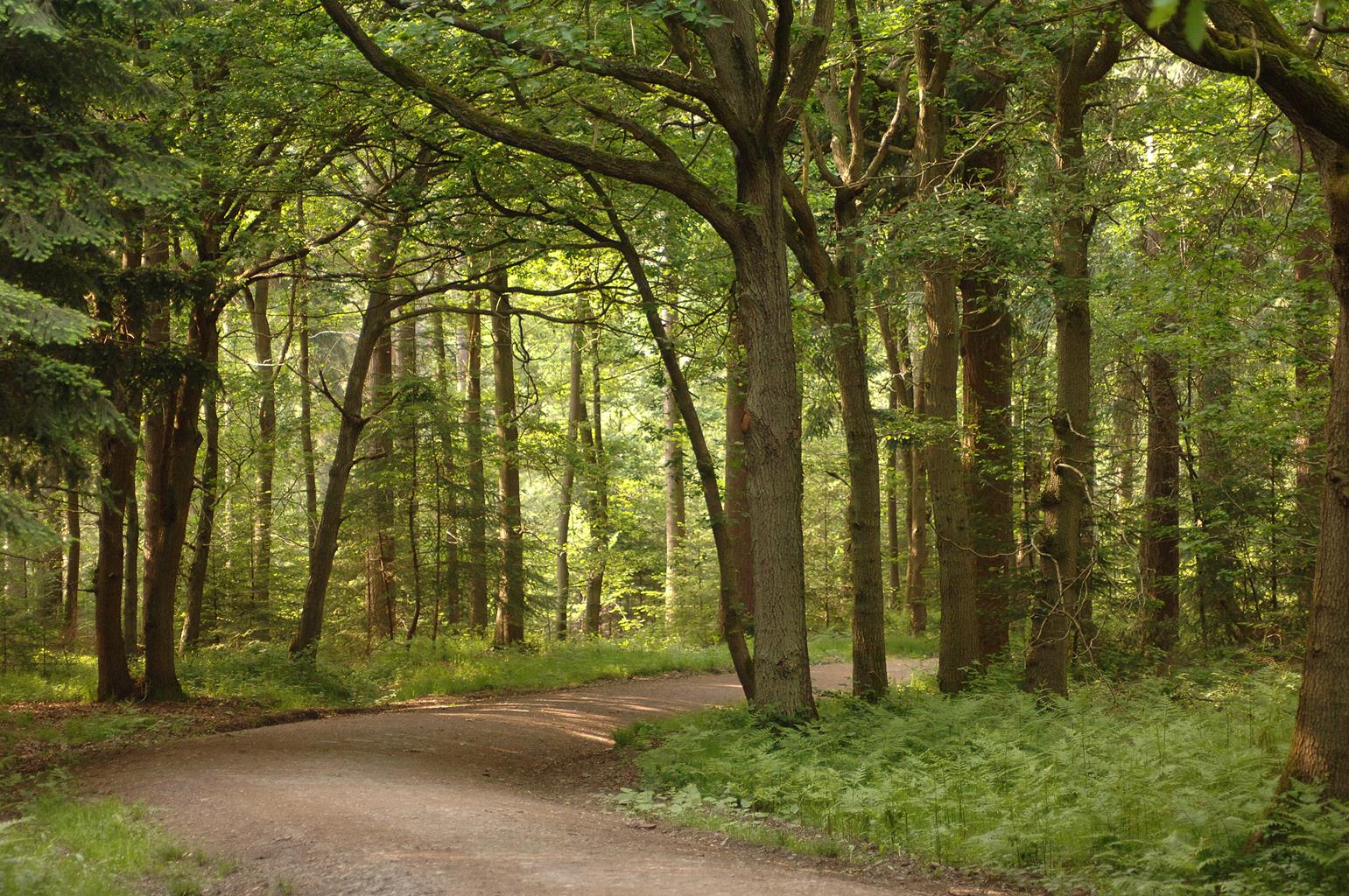 Wyre Forest