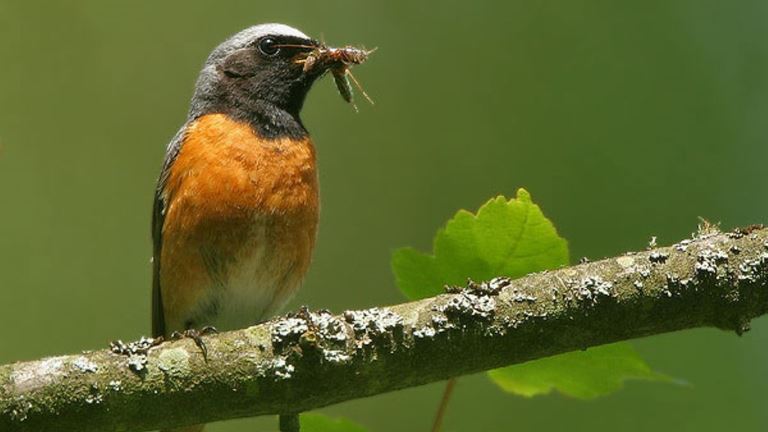 RSPB Coombes Valley and Consall Woods