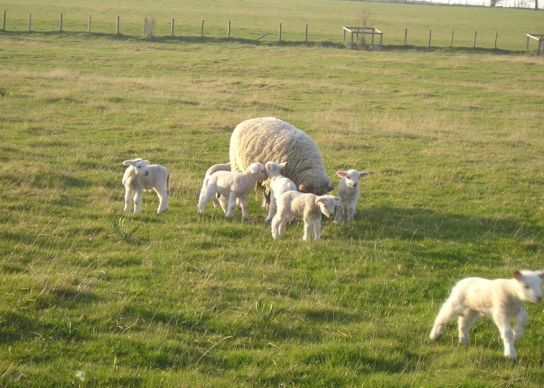 Image 1