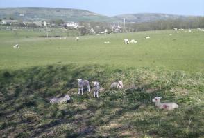 Image 1