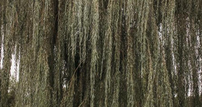 Image 23