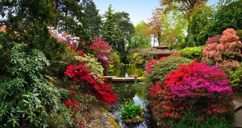 First Image