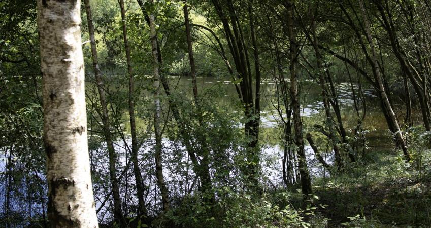 Second Image