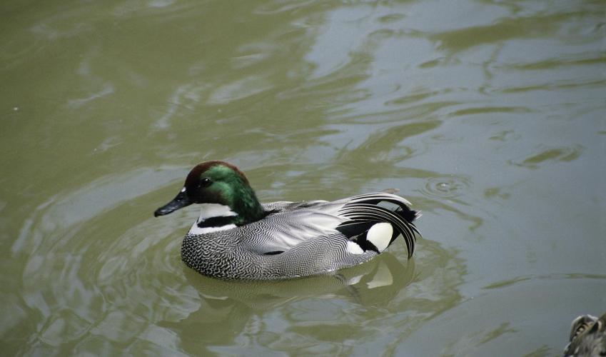 Second Image