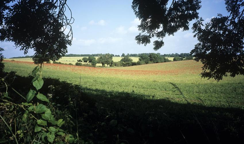 Second Image