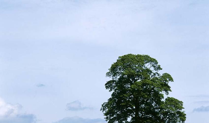 Second Image