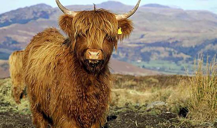 Second Image