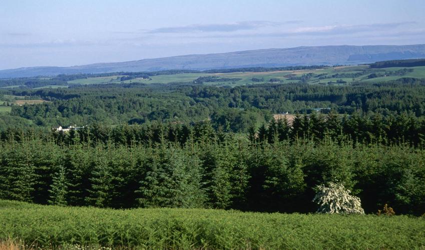 Second Image