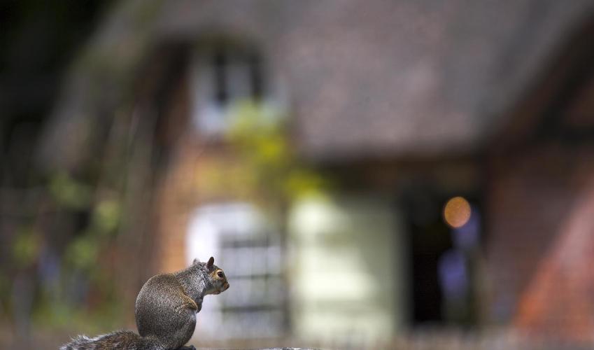 Second Image