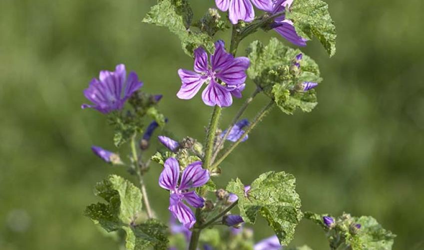 Second Image