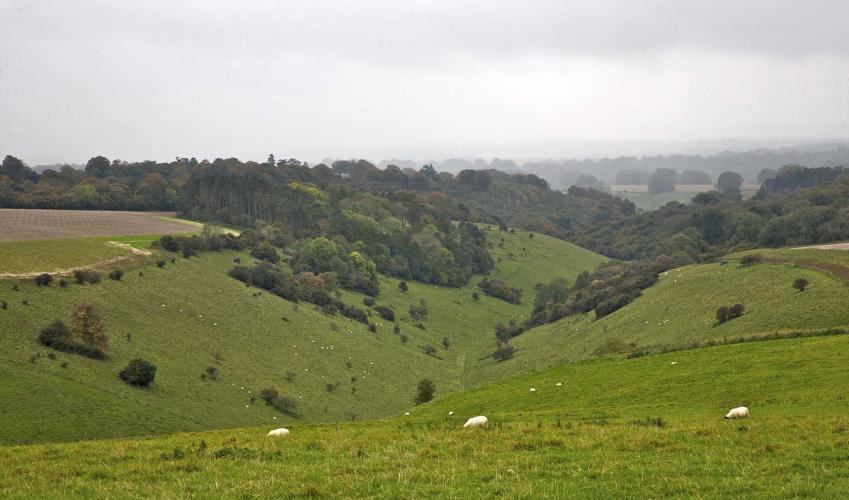 Second Image