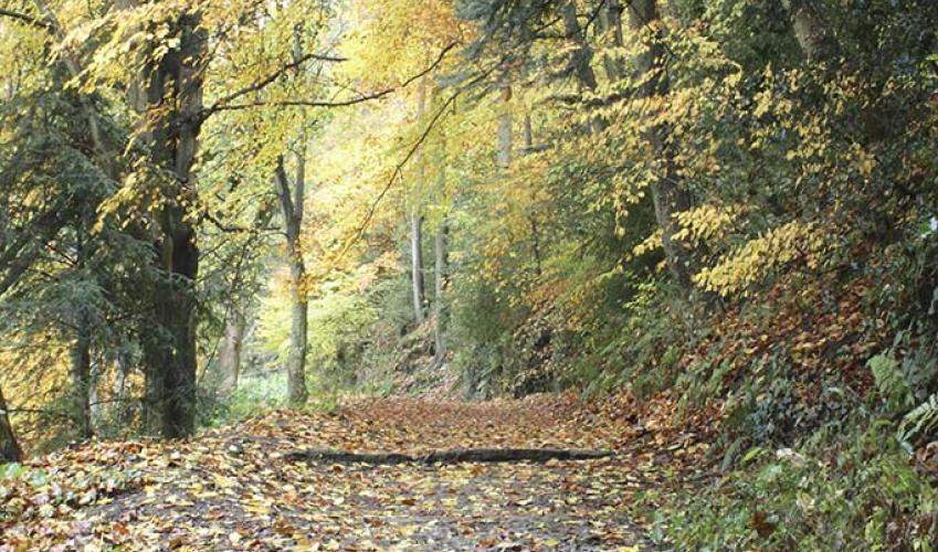 Second Image